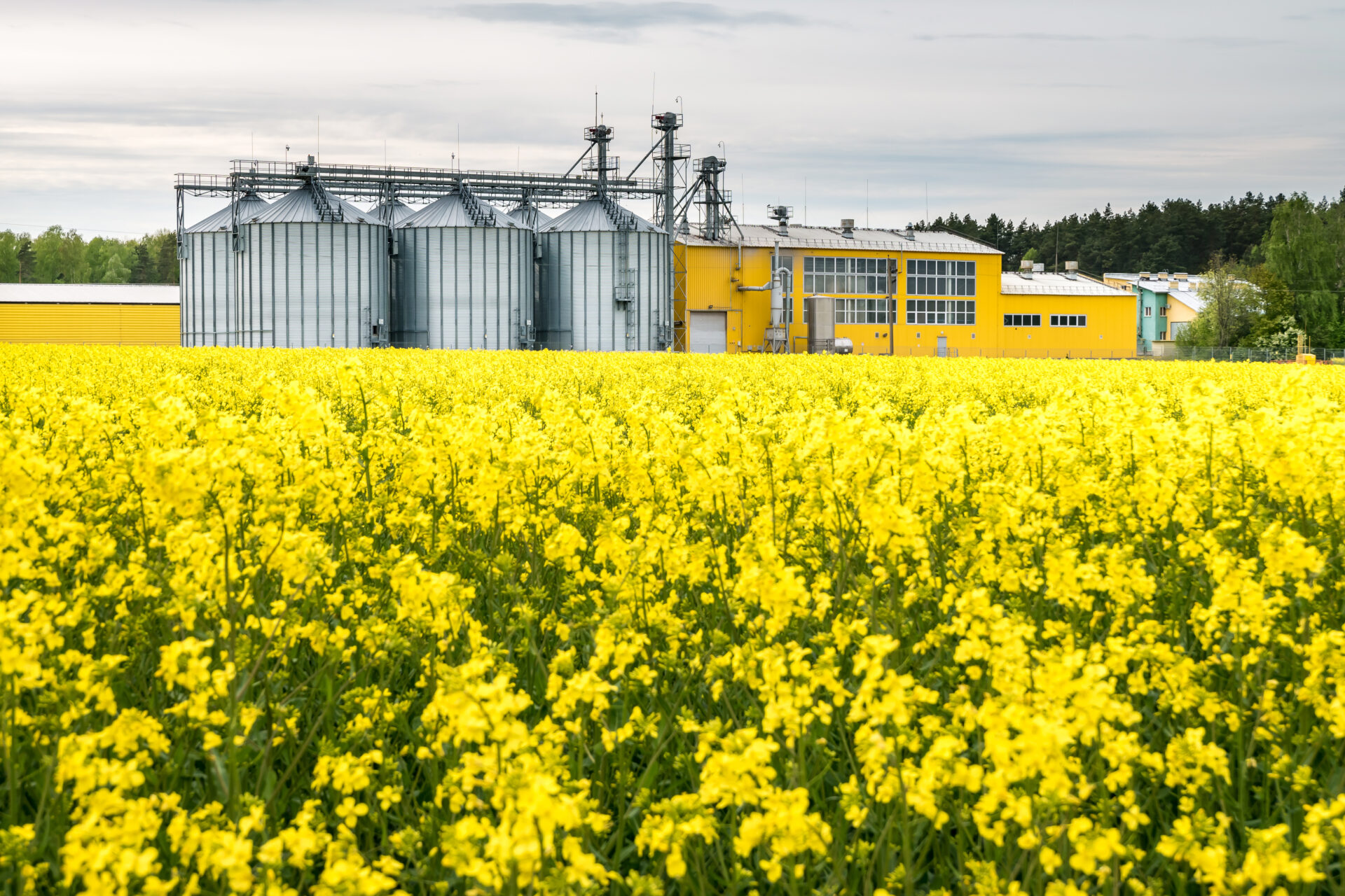 Field of flower of rapeseed, canola colza in Brassica napus on agro-processing plant